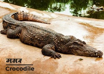 Crocodile Information in Marathi