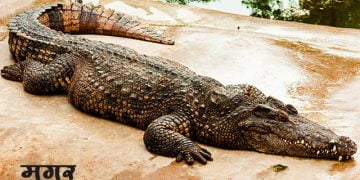 Crocodile Information in Marathi