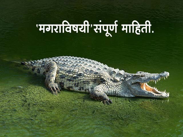 Crocodile Information in Marathi