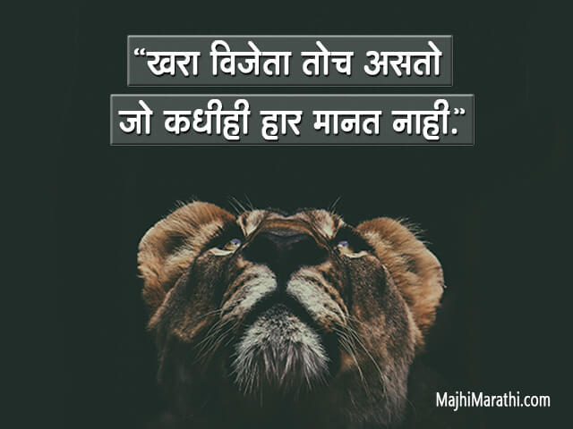 Lion Status in Marathi