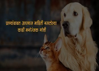 Amazing Facts about Animals