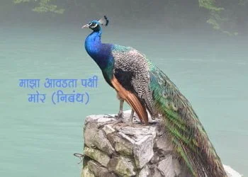 Essay on Peacock in Marathi