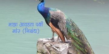 Essay on Peacock in Marathi