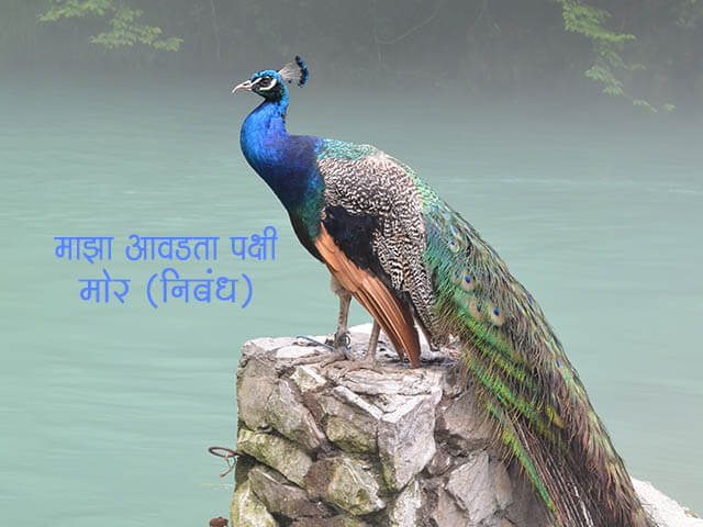 Essay on Peacock in Marathi