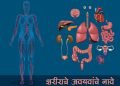 शरीराचे अवयवांचे नावे