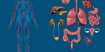 शरीराचे अवयवांचे नावे