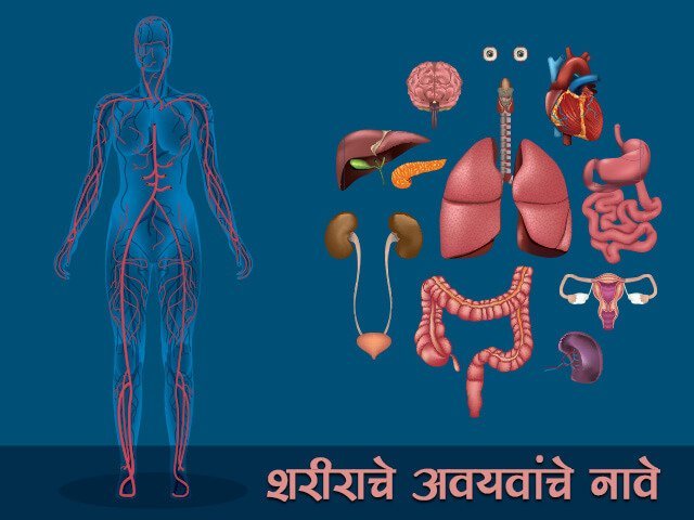 Body Parts Name in Marathi