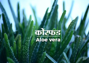 Aloe Vera Information in Marathi