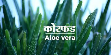 Aloe Vera Information in Marathi