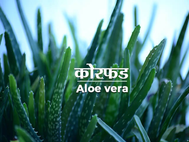 Aloe Vera Information in Marathi
