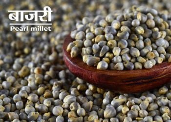 Bajra Information in Marathi