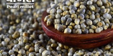 Bajra Information in Marathi