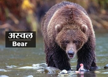 Bear Information in Marathi