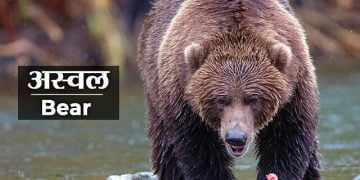 Bear Information in Marathi