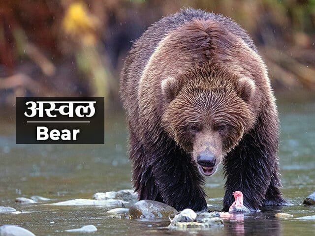 Bear Information in Marathi