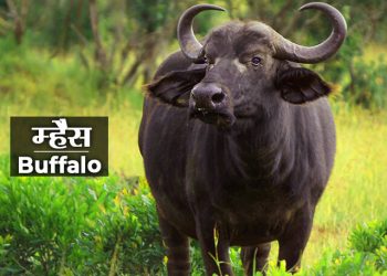 Buffalo Information in Marathi