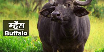 Buffalo Information in Marathi