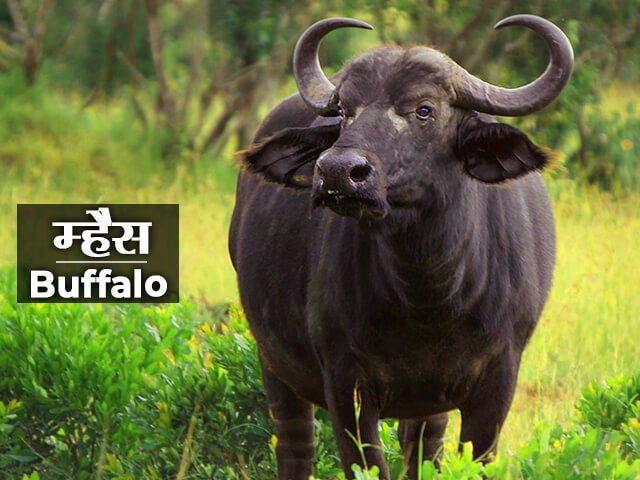 Buffalo Information in Marathi