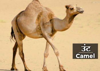 Camel Information in Marathi