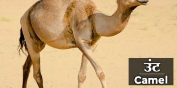 Camel Information in Marathi