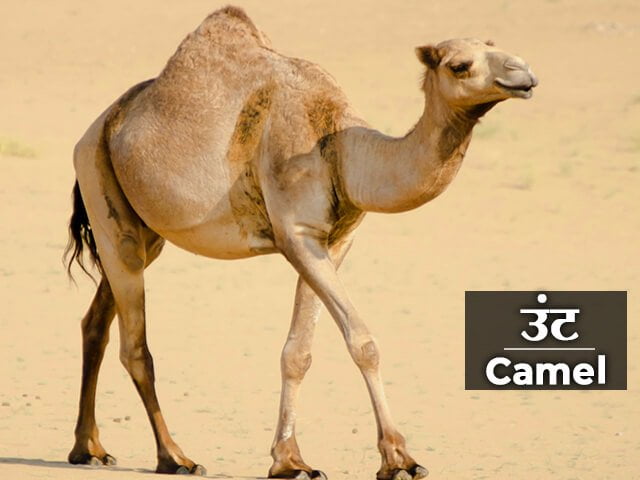 Camel Information in Marathi