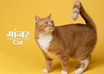 Cat Information in Marathi