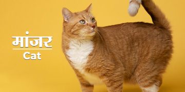 Cat Information in Marathi