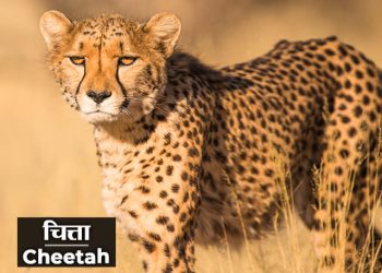 Cheetah Information in Marathi
