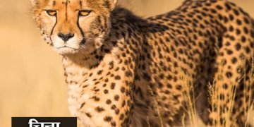 Cheetah Information in Marathi