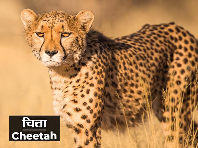 Cheetah Information in Marathi