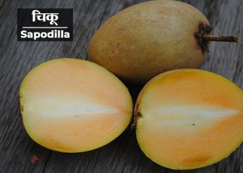 Chikoo Information in Marathi