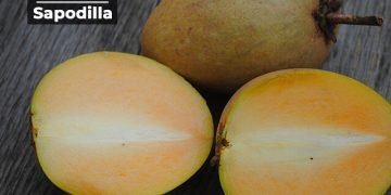 Chikoo Information in Marathi