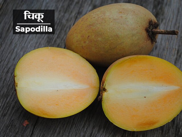 Chikoo Information in Marathi