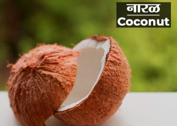 नारळाच्या झाडाविषयी माहिती मराठी
