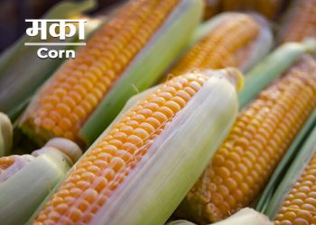 Corn Information in Marathi