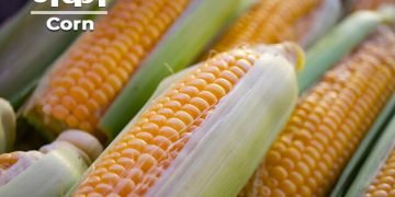 Corn Information in Marathi