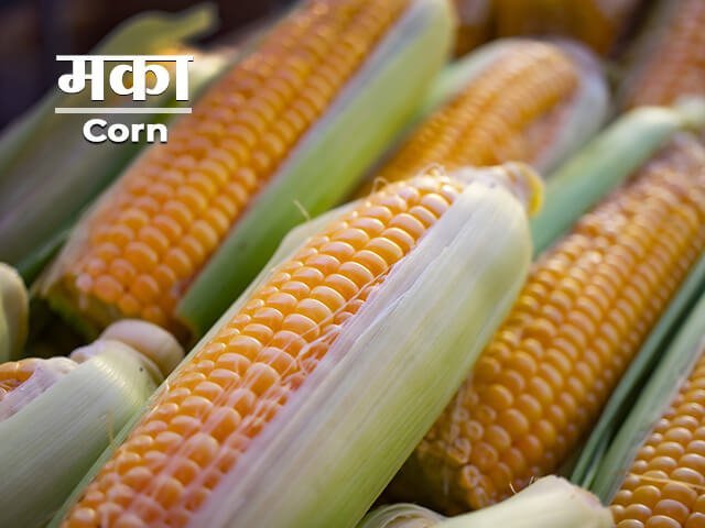 Corn Information in Marathi