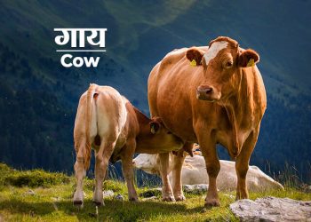 cow information in marathi