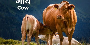 cow information in marathi