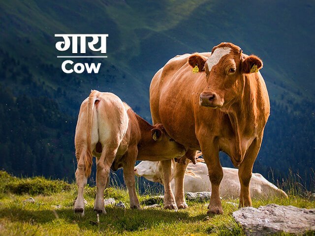 cow information in marathi