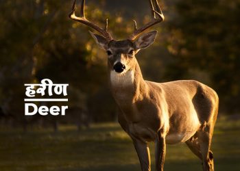 Deer Information in Marathi