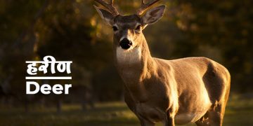 Deer Information in Marathi