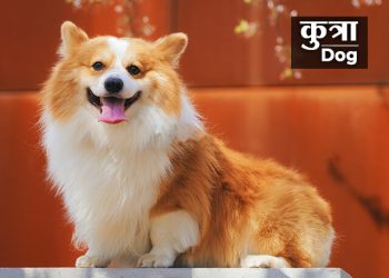 Dog Information in Marathi