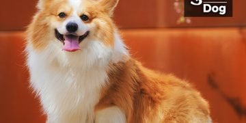 Dog Information in Marathi