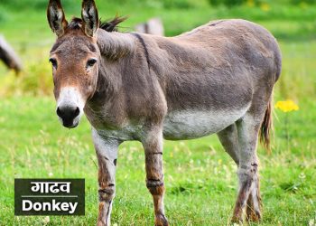 Donkey Information in Marathi