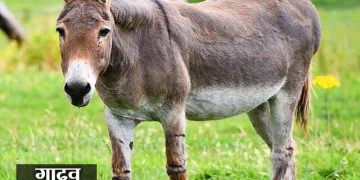 Donkey Information in Marathi