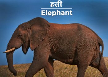 Elephant Information in Marathi
