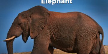 Elephant Information in Marathi