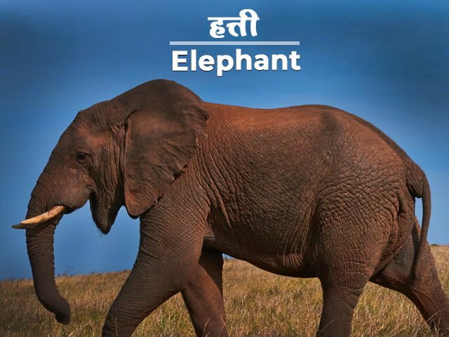Elephant Information in Marathi