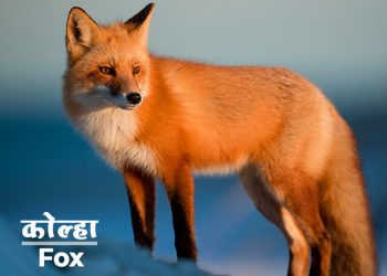 Fox Information in Marathi